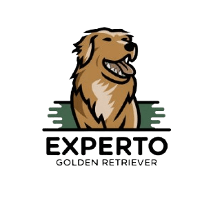 Experto Golden Retriever